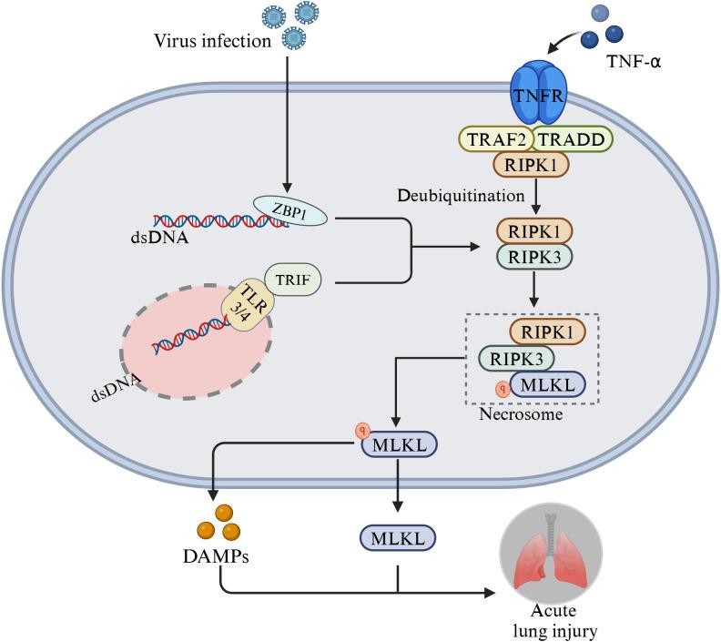 https://cdn.ncbi.nlm.nih.gov/pmc/blobs/5147/12325065/0c57d0e791e6/fimmu-16-1630015-g004.jpg