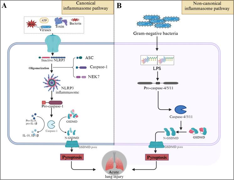 https://cdn.ncbi.nlm.nih.gov/pmc/blobs/5147/12325065/6dbd2e5d219e/fimmu-16-1630015-g002.jpg