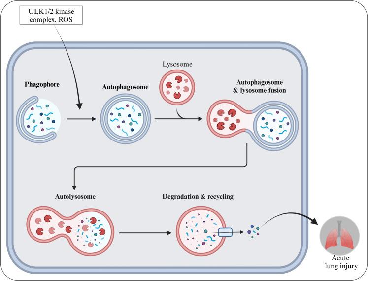 https://cdn.ncbi.nlm.nih.gov/pmc/blobs/5147/12325065/ccaac3386458/fimmu-16-1630015-g005.jpg
