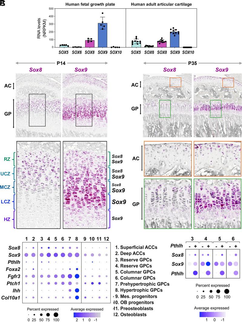 https://cdn.ncbi.nlm.nih.gov/pmc/blobs/514b/10895259/f10fabdb5161/pnas.2316969121fig01.jpg
