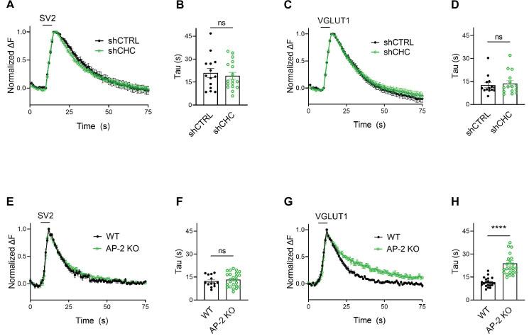 https://cdn.ncbi.nlm.nih.gov/pmc/blobs/514f/8752090/5254325f08c7/elife-71198-fig4.jpg