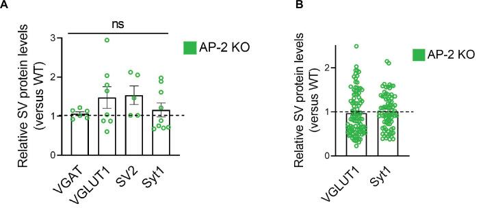 https://cdn.ncbi.nlm.nih.gov/pmc/blobs/514f/8752090/702b7703ac99/elife-71198-fig6-figsupp1.jpg