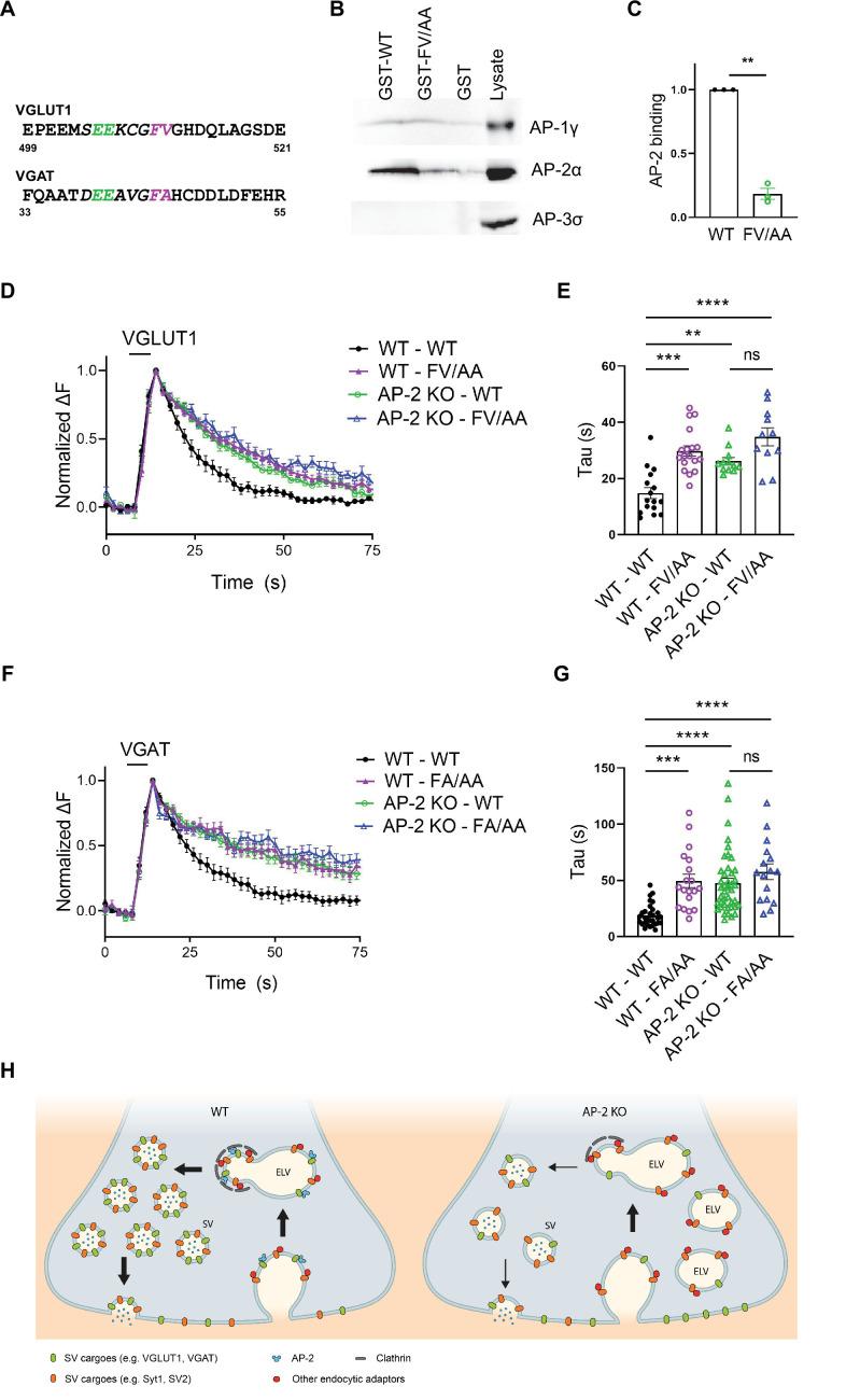 https://cdn.ncbi.nlm.nih.gov/pmc/blobs/514f/8752090/97412f6e265b/elife-71198-fig8.jpg