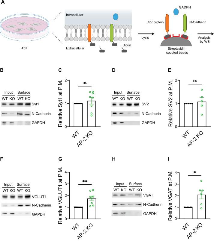https://cdn.ncbi.nlm.nih.gov/pmc/blobs/514f/8752090/9f35e16265a6/elife-71198-fig6.jpg