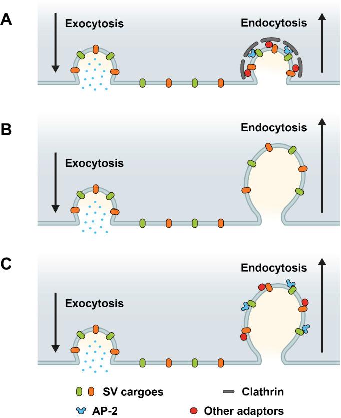 https://cdn.ncbi.nlm.nih.gov/pmc/blobs/514f/8752090/b22dd77f8154/elife-71198-fig1.jpg