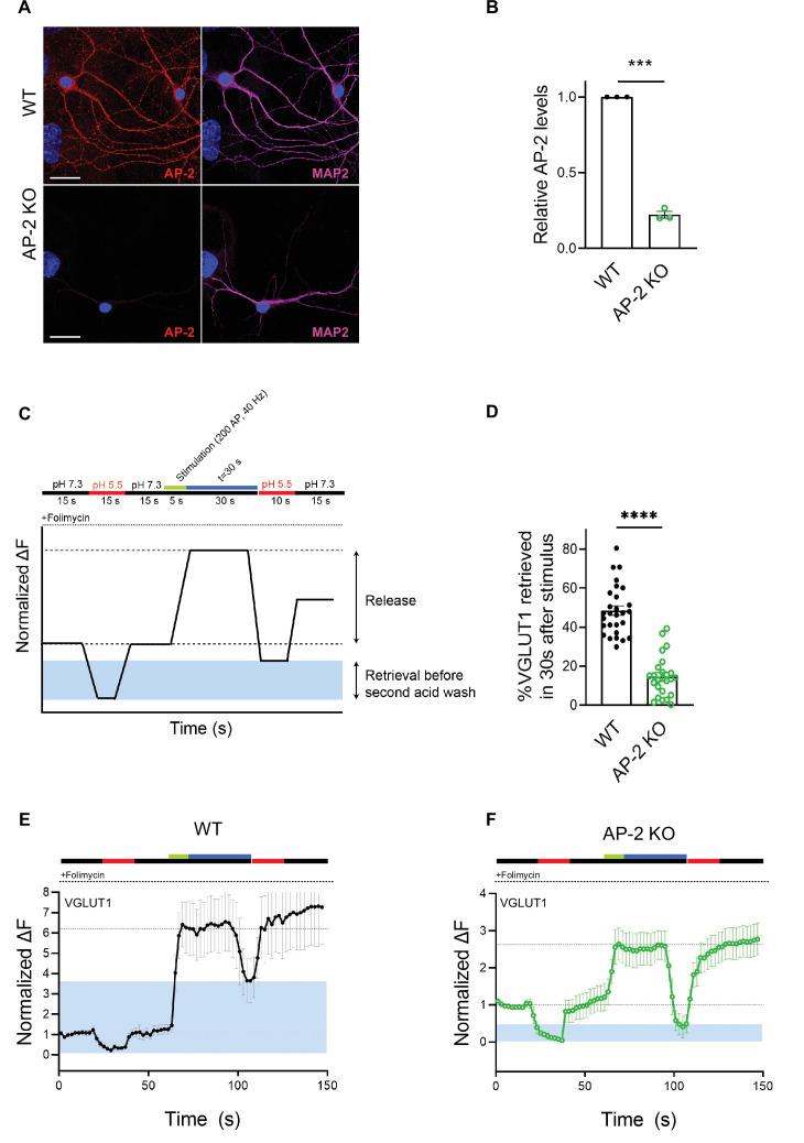 https://cdn.ncbi.nlm.nih.gov/pmc/blobs/514f/8752090/c8972e5e589e/elife-71198-fig3-figsupp1.jpg