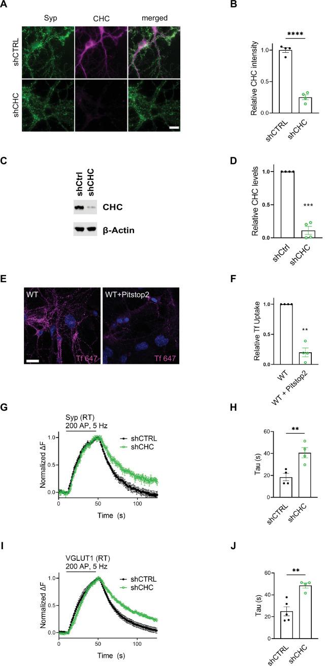 https://cdn.ncbi.nlm.nih.gov/pmc/blobs/514f/8752090/d68993962cc8/elife-71198-fig2-figsupp1.jpg