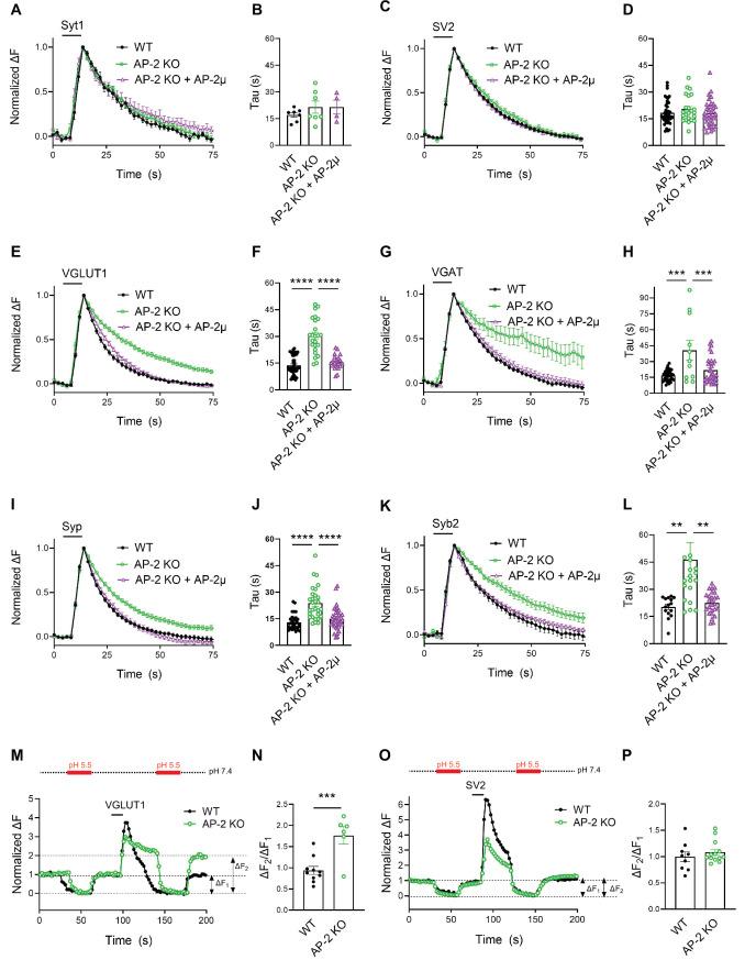 https://cdn.ncbi.nlm.nih.gov/pmc/blobs/514f/8752090/f1ad34938445/elife-71198-fig3.jpg