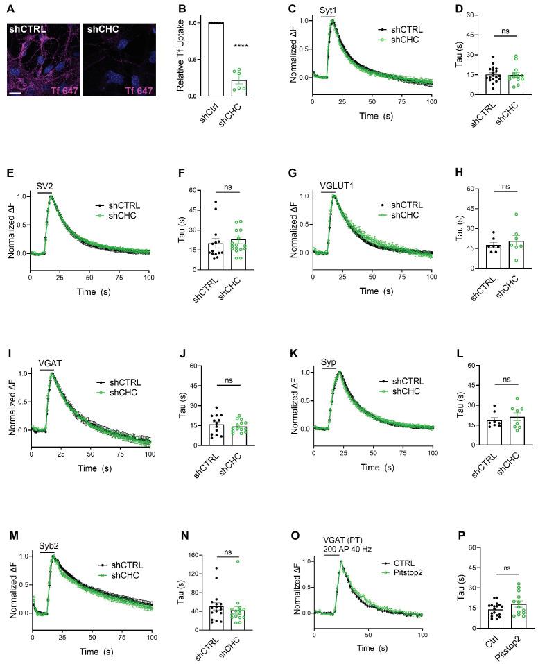 https://cdn.ncbi.nlm.nih.gov/pmc/blobs/514f/8752090/f2543304f867/elife-71198-fig2.jpg