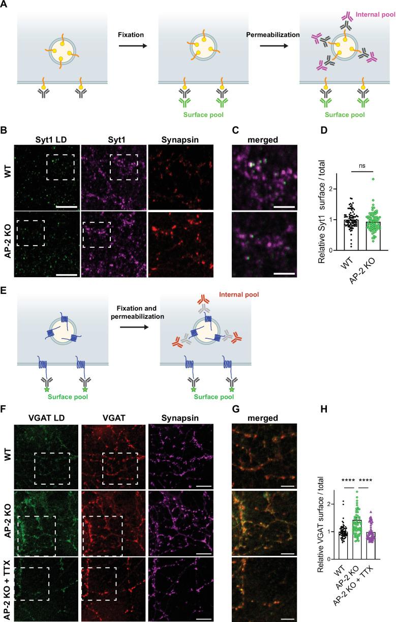 https://cdn.ncbi.nlm.nih.gov/pmc/blobs/514f/8752090/f3fdd7b337aa/elife-71198-fig7.jpg
