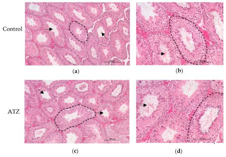 https://cdn.ncbi.nlm.nih.gov/pmc/blobs/514f/9954248/450d0d249baa/cells-12-00648-g001.jpg