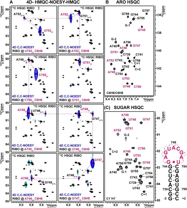 https://cdn.ncbi.nlm.nih.gov/pmc/blobs/5152/12207407/bc9e3d450413/gkaf552fig4.jpg