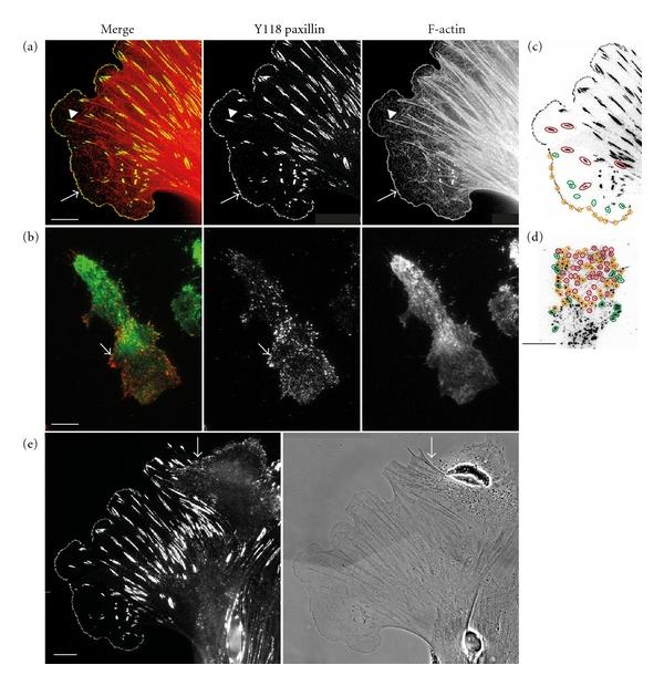 https://cdn.ncbi.nlm.nih.gov/pmc/blobs/5154/3296313/99d3d280273e/IJCB2012-501962.001.jpg