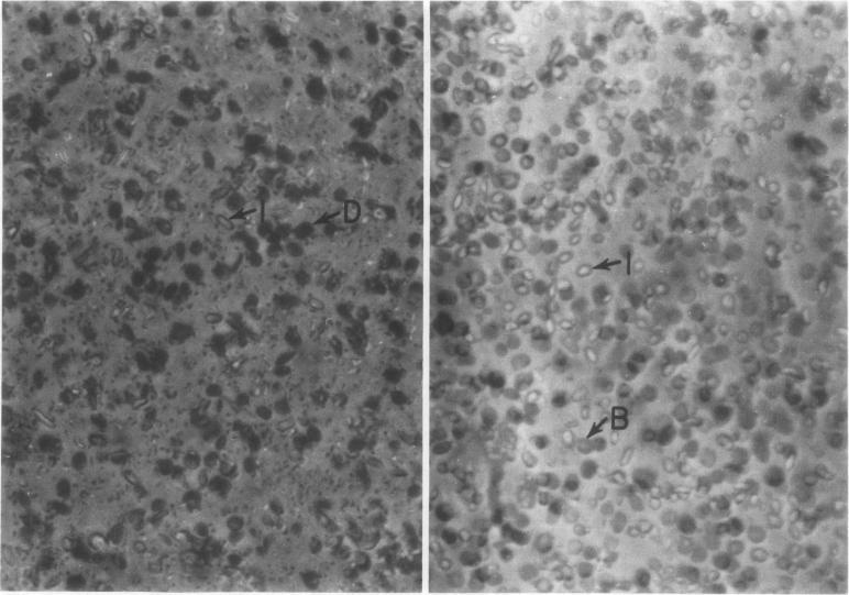 https://cdn.ncbi.nlm.nih.gov/pmc/blobs/5156/440585/00509fcf5a35/plntphys00525-0098-a.jpg