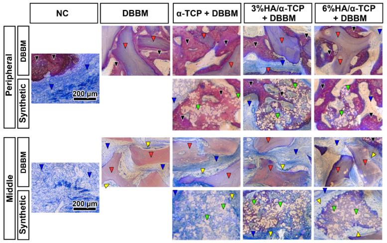 https://cdn.ncbi.nlm.nih.gov/pmc/blobs/5156/9505841/a4e56bed4766/ijms-23-10516-g004.jpg