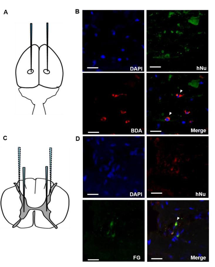https://cdn.ncbi.nlm.nih.gov/pmc/blobs/5159/8269438/3ce81f65e950/ijms-22-06970-g003.jpg