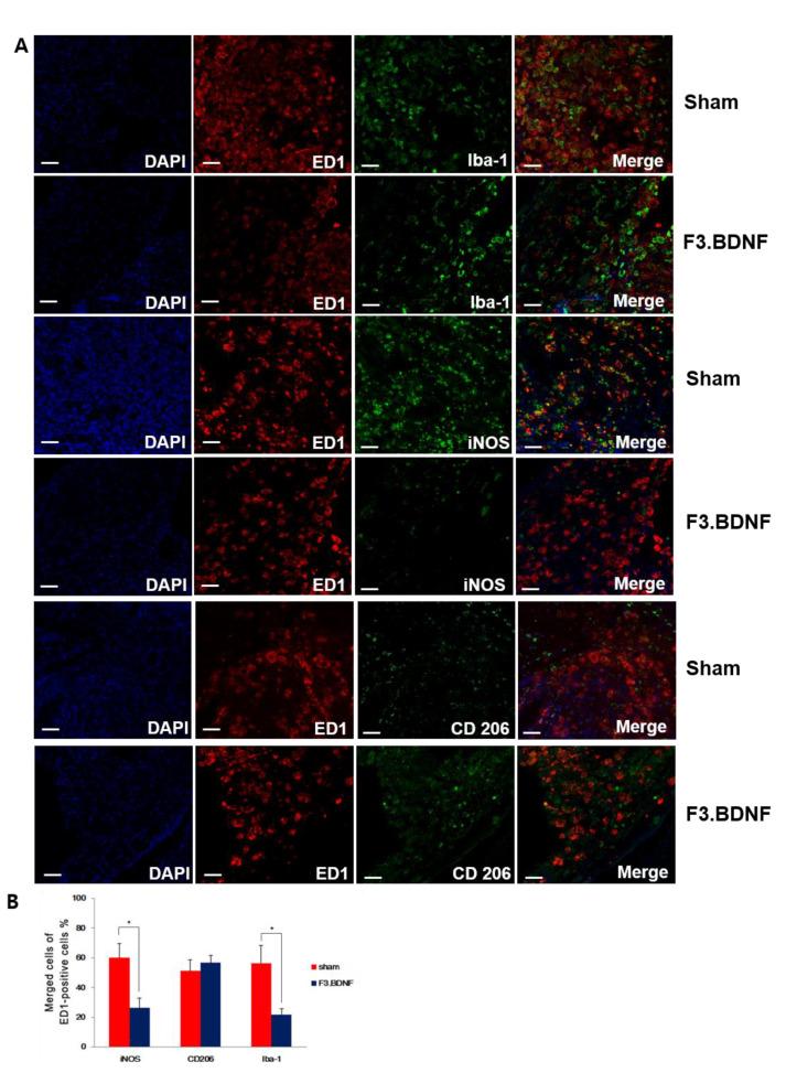 https://cdn.ncbi.nlm.nih.gov/pmc/blobs/5159/8269438/3e1a5ce136f5/ijms-22-06970-g005.jpg