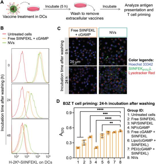 https://cdn.ncbi.nlm.nih.gov/pmc/blobs/515d/9376841/be1e3fb91910/ADVS-9-2201895-g004.jpg