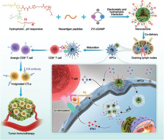 https://cdn.ncbi.nlm.nih.gov/pmc/blobs/515d/9376841/d5b9987c502c/ADVS-9-2201895-g009.jpg