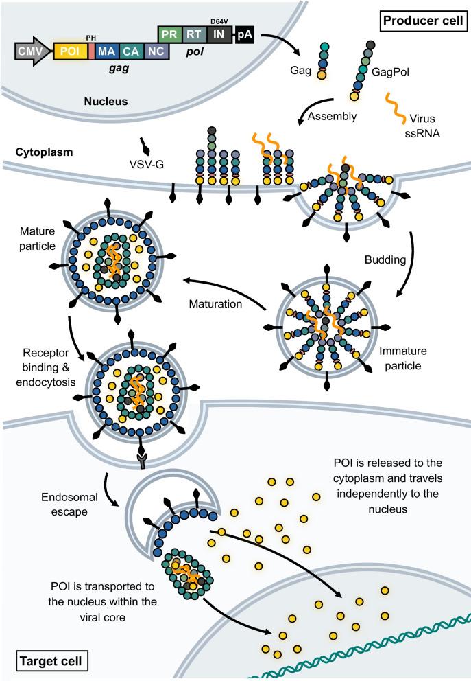 https://cdn.ncbi.nlm.nih.gov/pmc/blobs/5160/9548131/87b3a488d397/12929_2022_865_Fig10_HTML.jpg