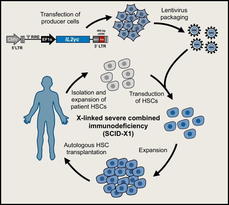 https://cdn.ncbi.nlm.nih.gov/pmc/blobs/5160/9548131/d61aa67bef0e/12929_2022_865_Fig6_HTML.jpg