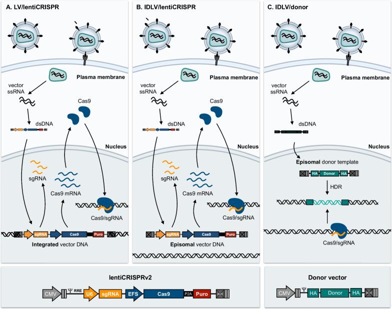 https://cdn.ncbi.nlm.nih.gov/pmc/blobs/5160/9548131/f9dc412dfa78/12929_2022_865_Fig8_HTML.jpg