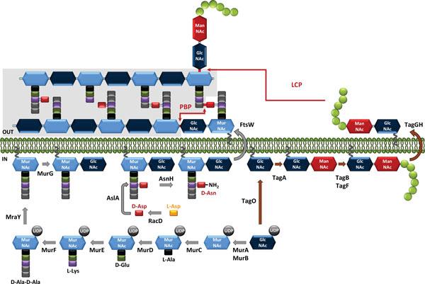 https://cdn.ncbi.nlm.nih.gov/pmc/blobs/5162/4155827/2c22830e77ad/1475-2859-13-S1-S9-2.jpg