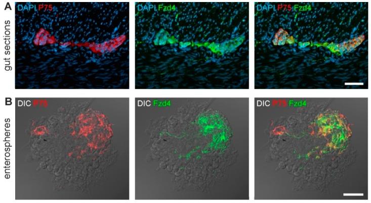 https://cdn.ncbi.nlm.nih.gov/pmc/blobs/516b/6721585/580c6397ca92/cells-08-00792-g001.jpg