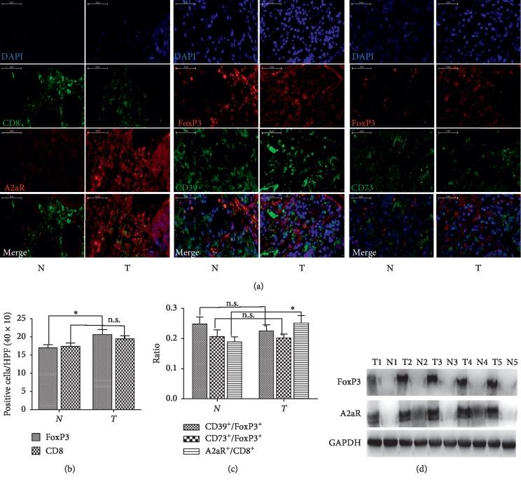 https://cdn.ncbi.nlm.nih.gov/pmc/blobs/516d/6942766/ba449f0f04c4/BMRI2019-4093214.001.jpg
