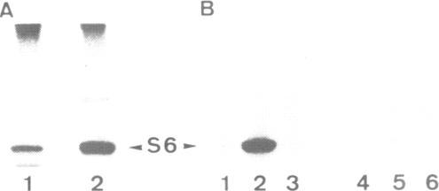 https://cdn.ncbi.nlm.nih.gov/pmc/blobs/516f/556632/82496787d00b/emboj00090-0083-b.jpg