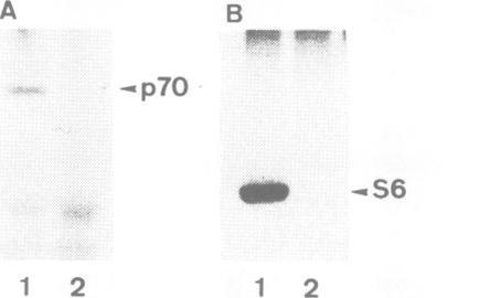 https://cdn.ncbi.nlm.nih.gov/pmc/blobs/516f/556632/d478ecca8ce0/emboj00090-0084-a.jpg