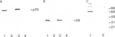 https://cdn.ncbi.nlm.nih.gov/pmc/blobs/516f/556632/f1a4c8cc5022/emboj00090-0083-a.jpg