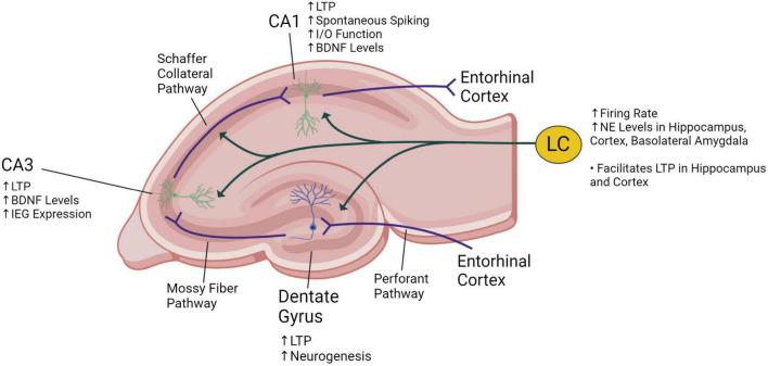 https://cdn.ncbi.nlm.nih.gov/pmc/blobs/5175/10342206/382cfcd1dbe6/fnhum-17-1152064-g002.jpg