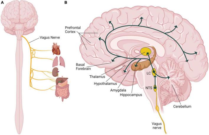 https://cdn.ncbi.nlm.nih.gov/pmc/blobs/5175/10342206/fa473438aa2d/fnhum-17-1152064-g001.jpg