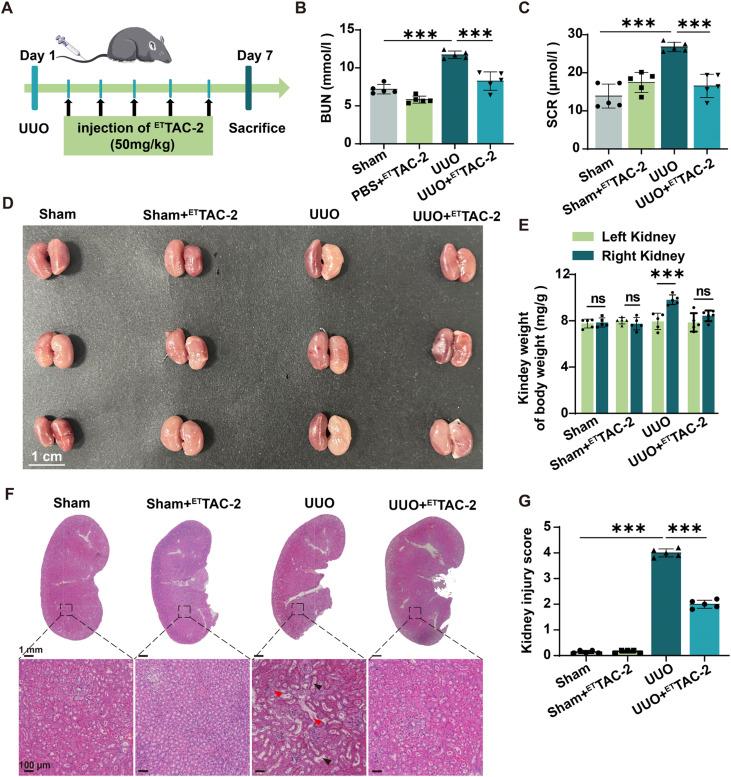 https://cdn.ncbi.nlm.nih.gov/pmc/blobs/5175/11378895/90ec936c5a9b/gr4.jpg