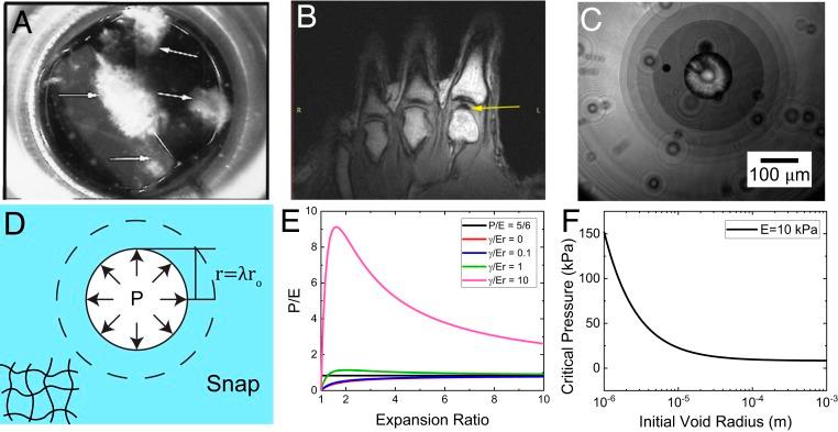 https://cdn.ncbi.nlm.nih.gov/pmc/blobs/5176/7196784/7763b50f923f/pnas.1920168117fig01.jpg