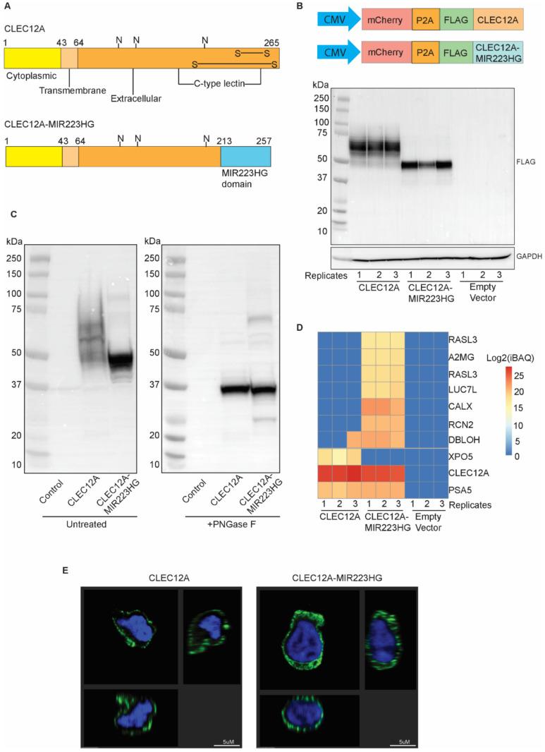 https://cdn.ncbi.nlm.nih.gov/pmc/blobs/5177/8625150/6cb4fd7bddf9/ijms-22-12178-g003.jpg
