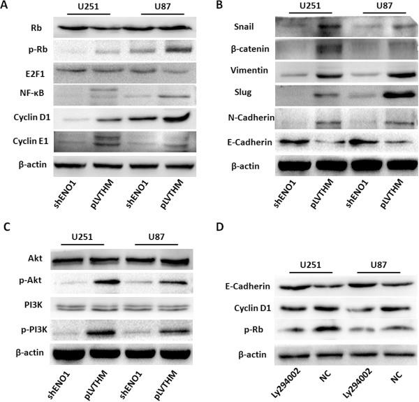 https://cdn.ncbi.nlm.nih.gov/pmc/blobs/5178/3994408/d62786a88322/1476-4598-13-65-6.jpg