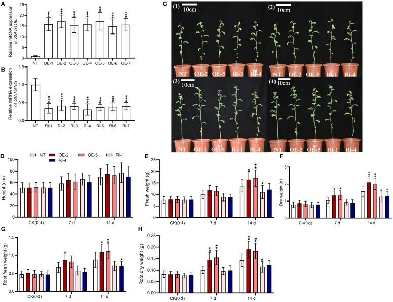 https://cdn.ncbi.nlm.nih.gov/pmc/blobs/517a/11387889/600f31c25df0/fpls-15-1439972-g004.jpg