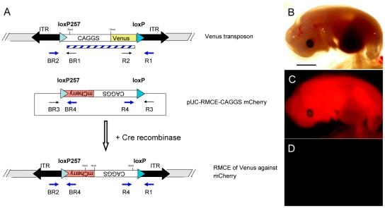 https://cdn.ncbi.nlm.nih.gov/pmc/blobs/517a/3163581/81e1b276f66f/pone.0023573.g006.jpg