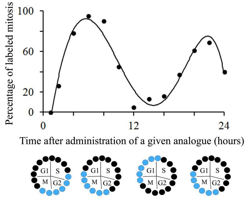 https://cdn.ncbi.nlm.nih.gov/pmc/blobs/517b/10295744/495e2c57f5d4/biology-12-00885-g003.jpg