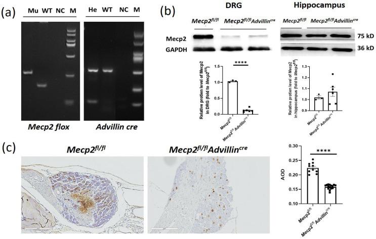 https://cdn.ncbi.nlm.nih.gov/pmc/blobs/517c/11171598/654a11f437d3/cells-13-00988-g001.jpg