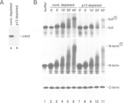 https://cdn.ncbi.nlm.nih.gov/pmc/blobs/5180/413619/d9661171a846/emboj00081-0092-b.jpg