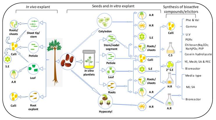https://cdn.ncbi.nlm.nih.gov/pmc/blobs/5182/10780575/5fdbf0e57fbc/plants-13-00107-g002.jpg