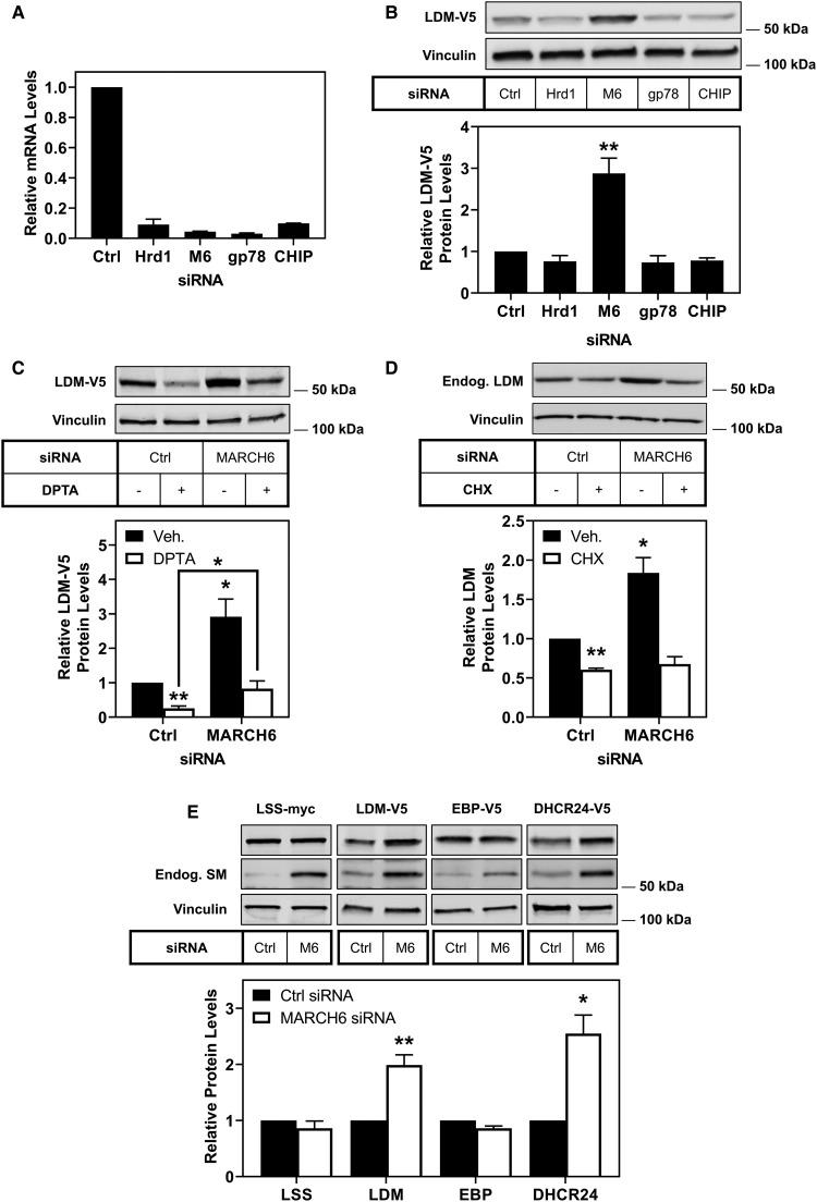 https://cdn.ncbi.nlm.nih.gov/pmc/blobs/5186/6993871/8a83f93ed693/BCJ-477-541-g0004.jpg