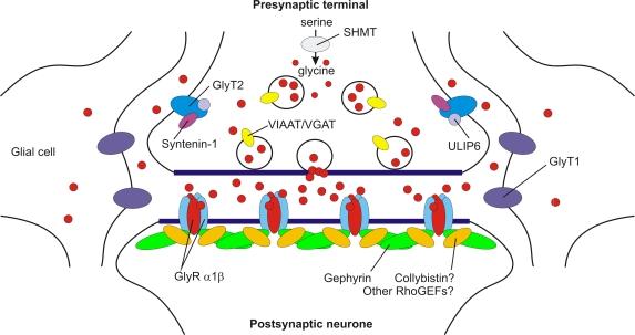 https://cdn.ncbi.nlm.nih.gov/pmc/blobs/5187/2526004/8c73ba9a0215/fnmol-01-001-g001.jpg