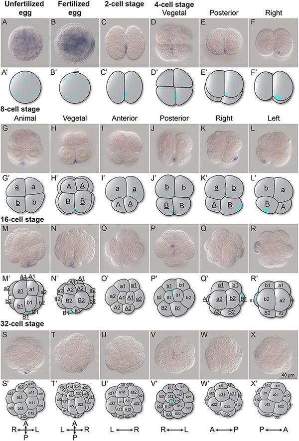 https://cdn.ncbi.nlm.nih.gov/pmc/blobs/518e/8220140/65c3b410e71c/fcell-09-700827-g003.jpg