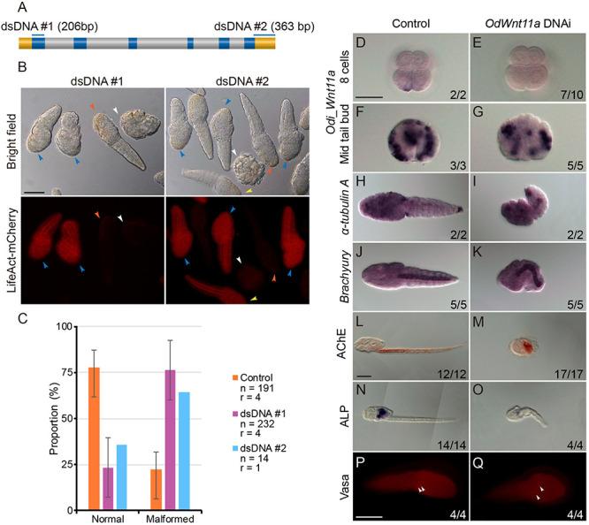 https://cdn.ncbi.nlm.nih.gov/pmc/blobs/518e/8220140/6648f9853037/fcell-09-700827-g004.jpg