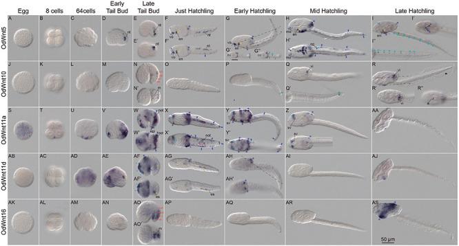 https://cdn.ncbi.nlm.nih.gov/pmc/blobs/518e/8220140/76e3ba4bdf18/fcell-09-700827-g002.jpg