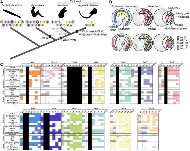 https://cdn.ncbi.nlm.nih.gov/pmc/blobs/518e/8220140/c25efbcf21b4/fcell-09-700827-g005.jpg